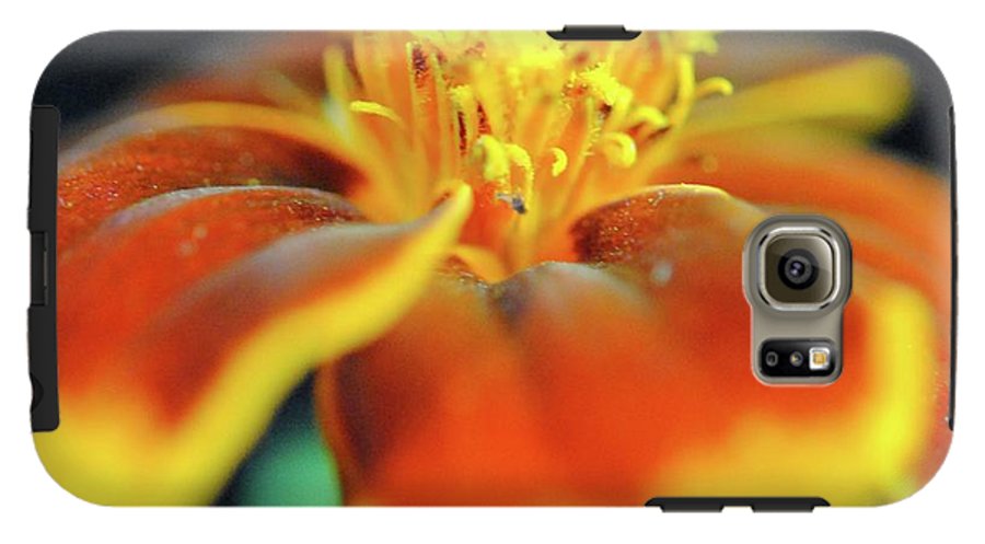 Marigold With Pollen - Phone Case