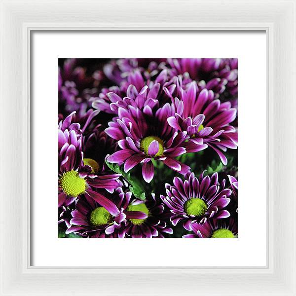 Maroon and White Mums - Framed Print