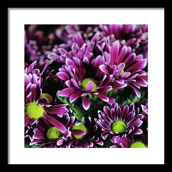 Maroon and White Mums - Framed Print