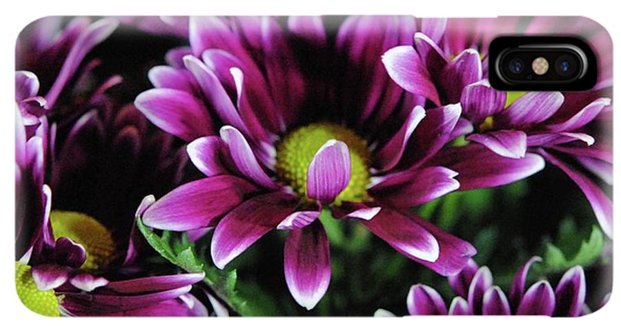 Maroon and White Mums - Phone Case