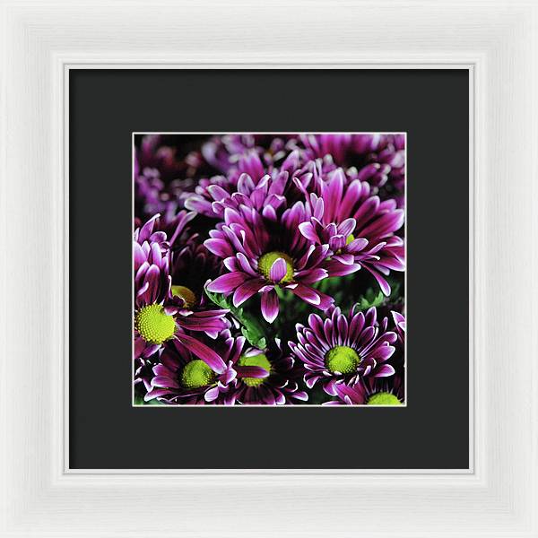 Maroon and White Mums - Framed Print
