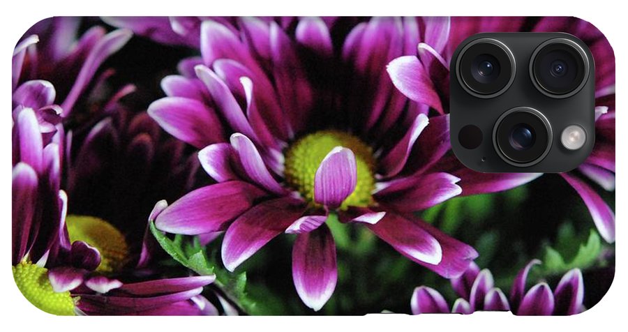 Maroon and White Mums - Phone Case