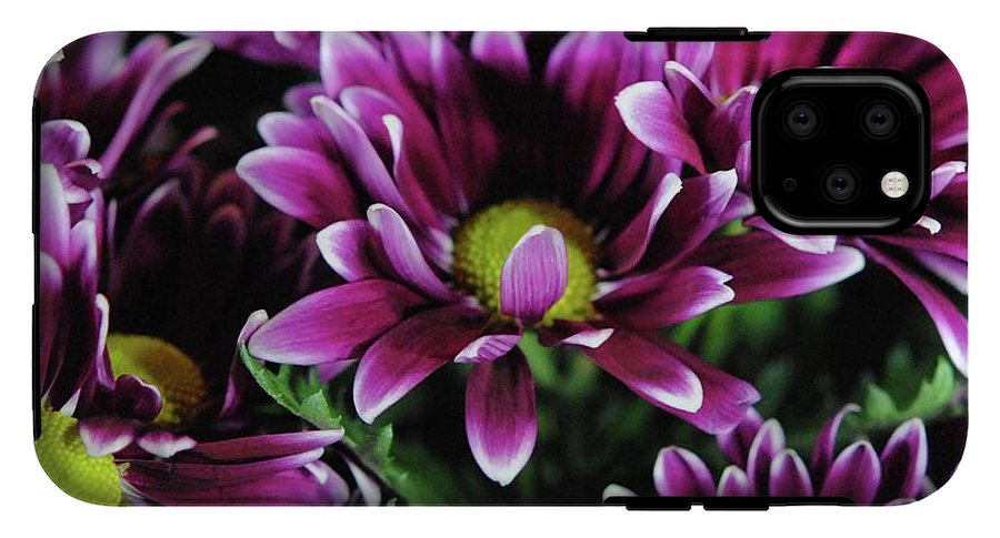 Maroon and White Mums - Phone Case
