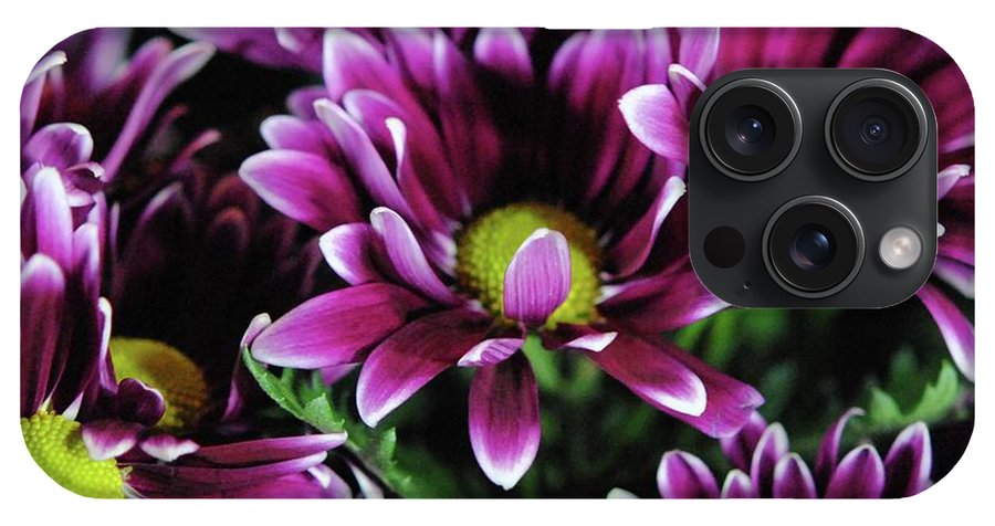 Maroon and White Mums - Phone Case
