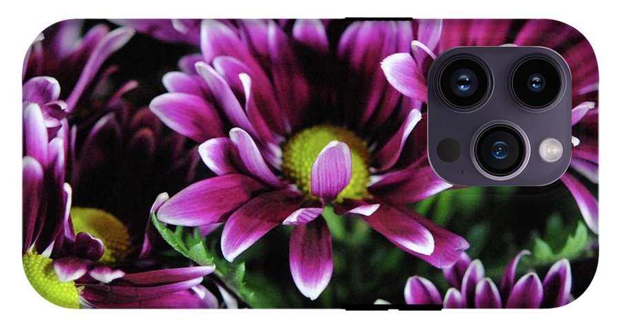 Maroon and White Mums - Phone Case