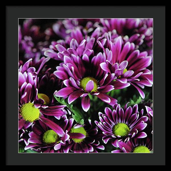 Maroon and White Mums - Framed Print