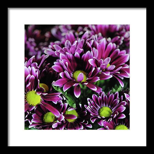 Maroon and White Mums - Framed Print