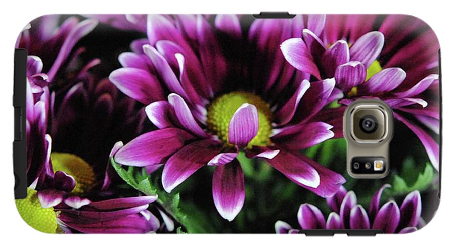 Maroon and White Mums - Phone Case