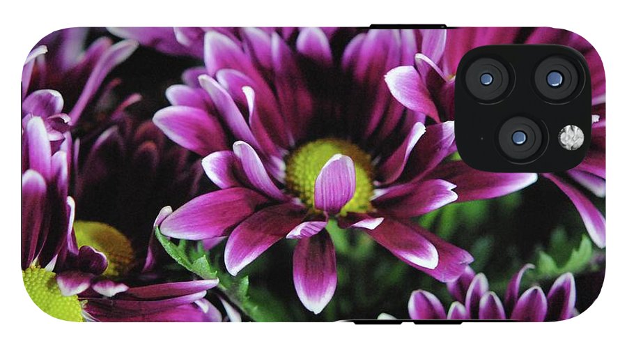 Maroon and White Mums - Phone Case