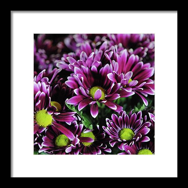 Maroon and White Mums - Framed Print