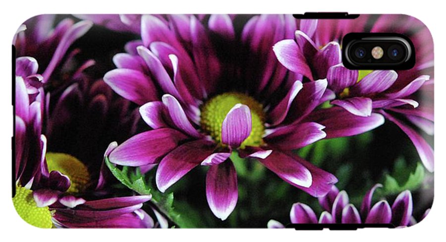 Maroon and White Mums - Phone Case