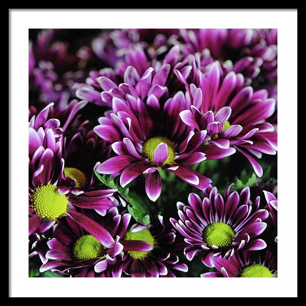 Maroon and White Mums - Framed Print