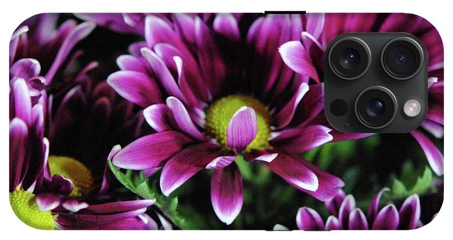Maroon and White Mums - Phone Case