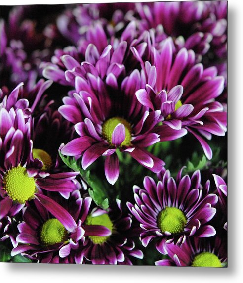 Maroon and White Mums - Metal Print