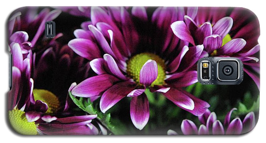 Maroon and White Mums - Phone Case
