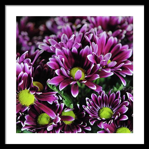 Maroon and White Mums - Framed Print
