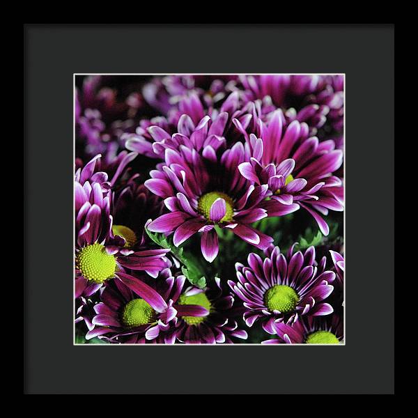 Maroon and White Mums - Framed Print