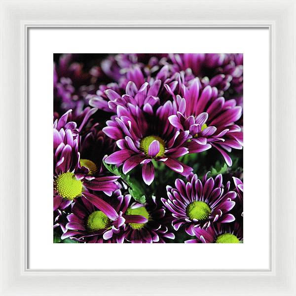 Maroon and White Mums - Framed Print