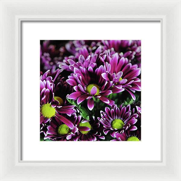 Maroon and White Mums - Framed Print