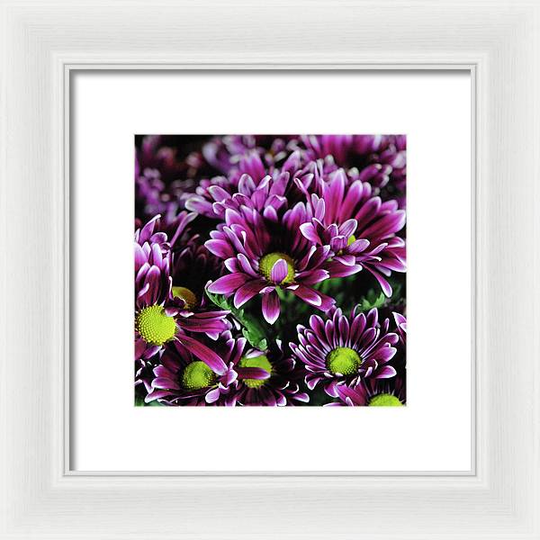 Maroon and White Mums - Framed Print