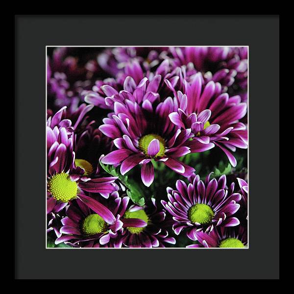 Maroon and White Mums - Framed Print