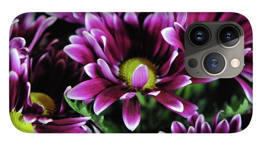 Maroon and White Mums - Phone Case