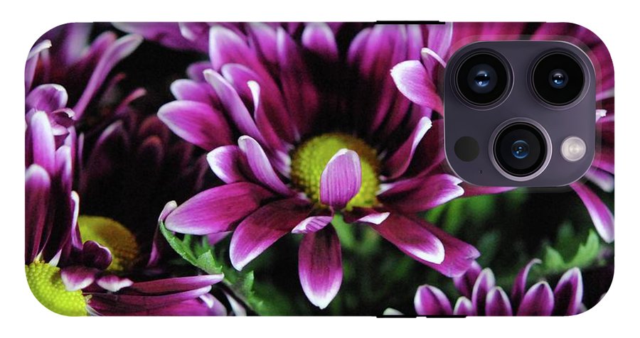 Maroon and White Mums - Phone Case
