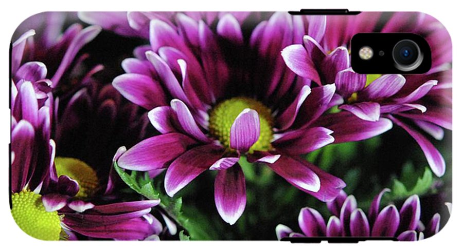 Maroon and White Mums - Phone Case