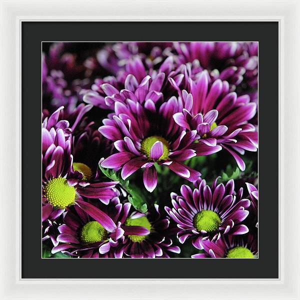 Maroon and White Mums - Framed Print