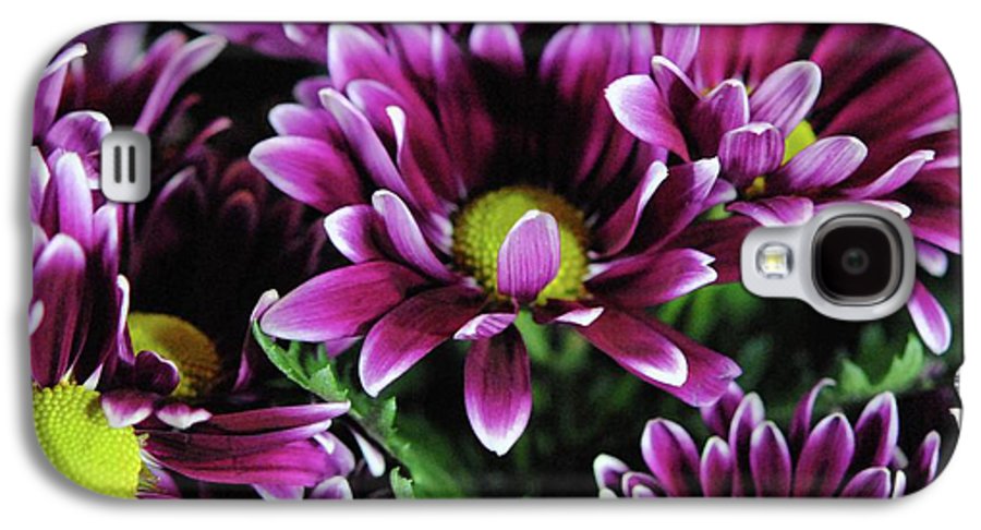 Maroon and White Mums - Phone Case