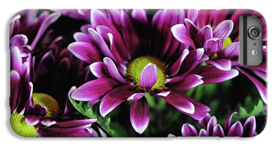 Maroon and White Mums - Phone Case