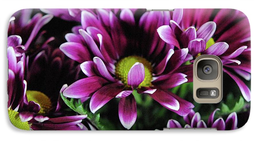 Maroon and White Mums - Phone Case