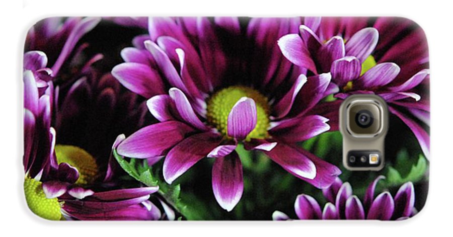 Maroon and White Mums - Phone Case