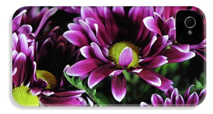 Maroon and White Mums - Phone Case