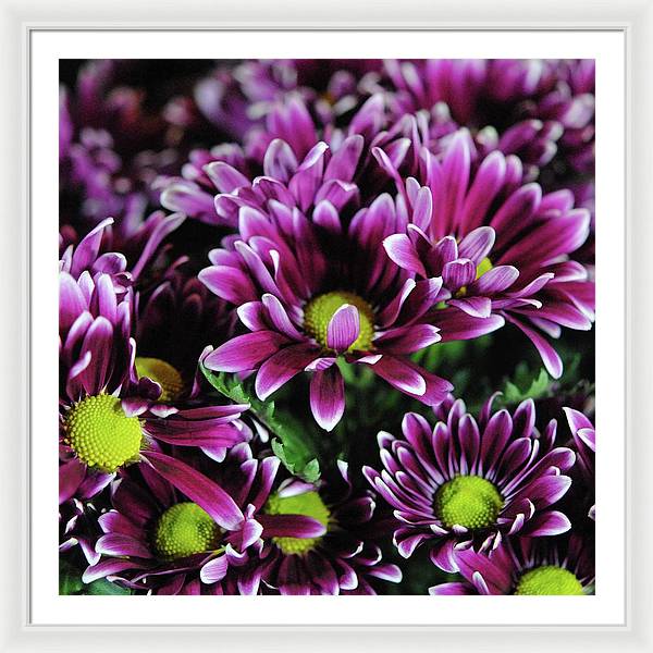 Maroon and White Mums - Framed Print