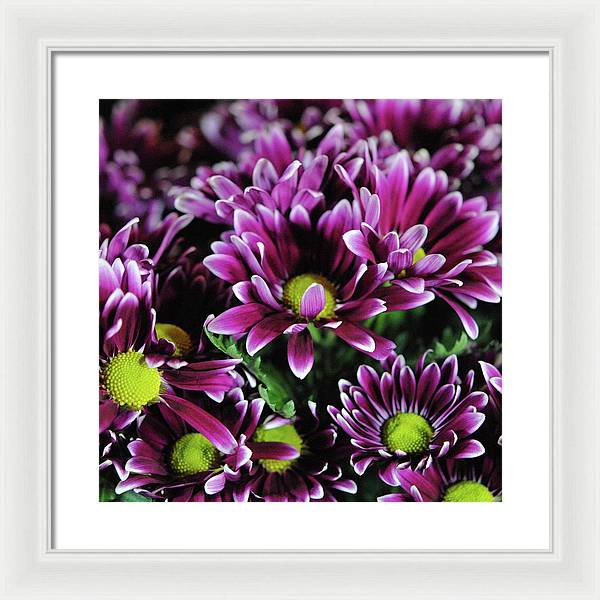 Maroon and White Mums - Framed Print