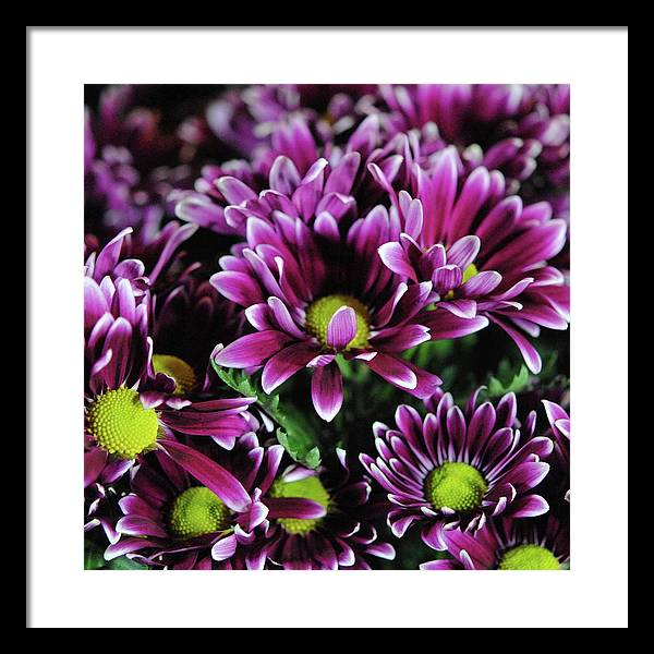 Maroon and White Mums - Framed Print