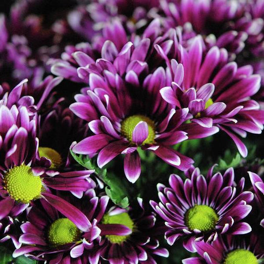 Maroon and White Mums - Art Print