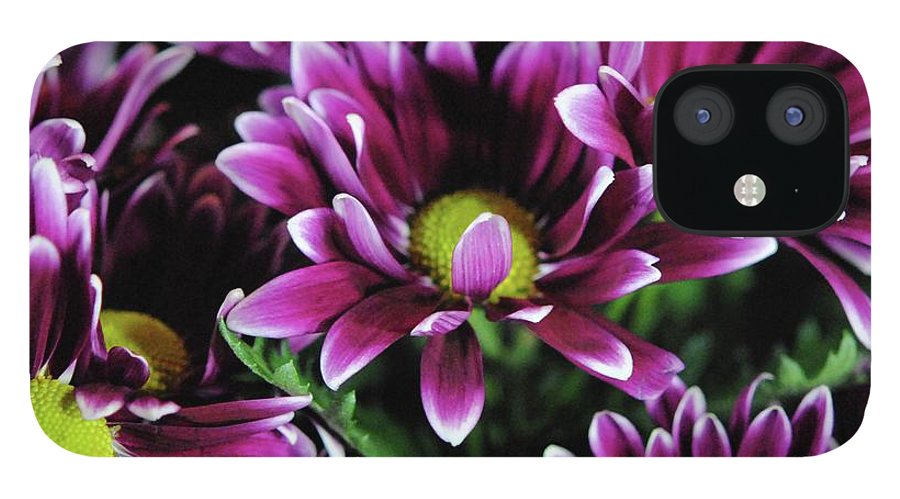 Maroon and White Mums - Phone Case