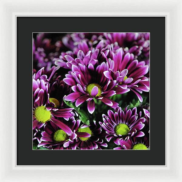 Maroon and White Mums - Framed Print