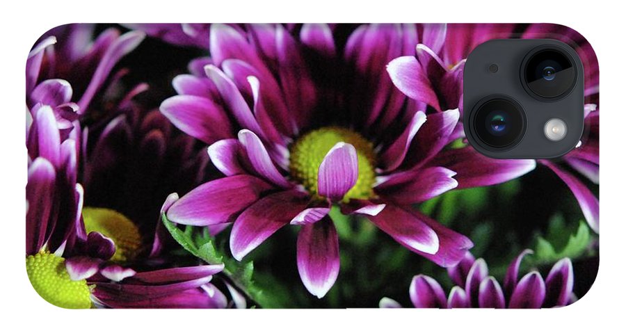 Maroon and White Mums - Phone Case