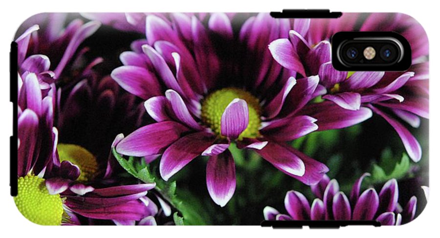 Maroon and White Mums - Phone Case