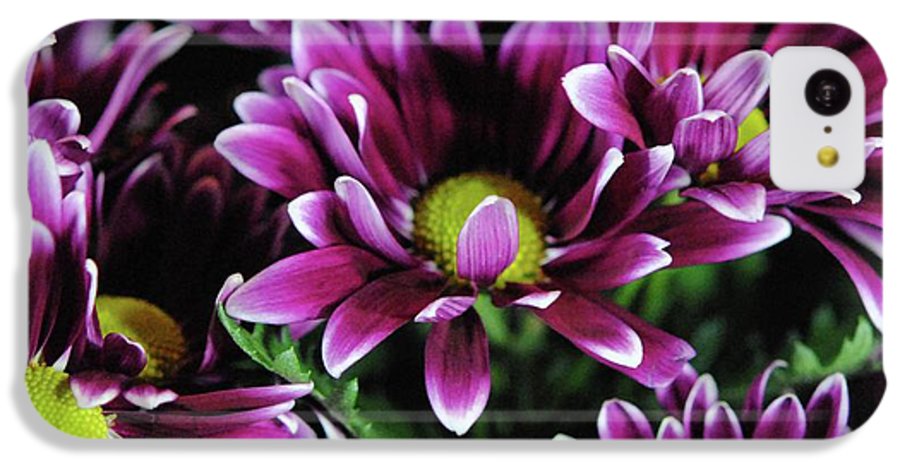 Maroon and White Mums - Phone Case