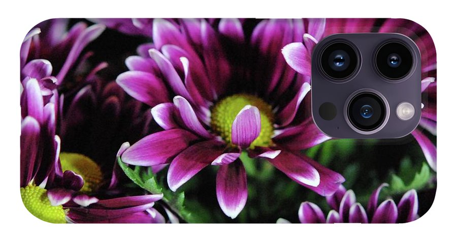 Maroon and White Mums - Phone Case