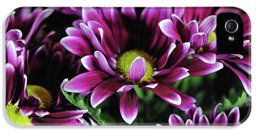 Maroon and White Mums - Phone Case