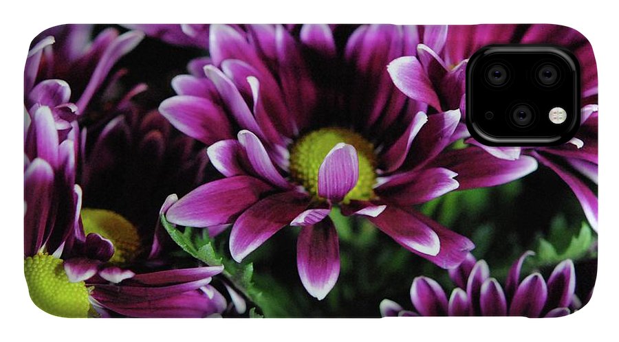 Maroon and White Mums - Phone Case