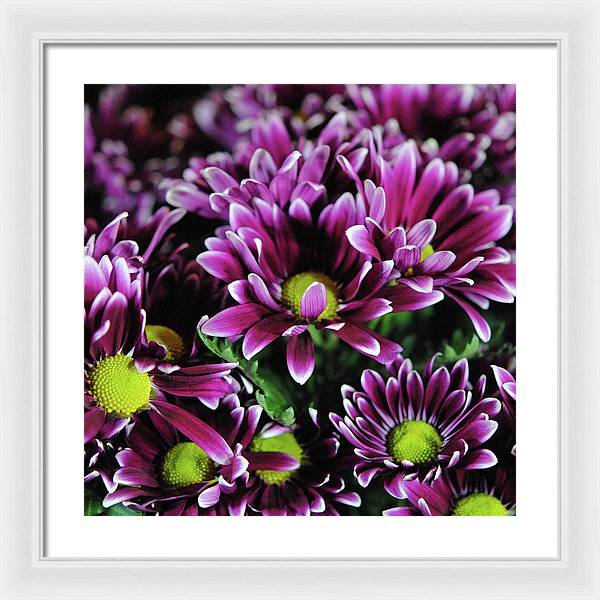 Maroon and White Mums - Framed Print