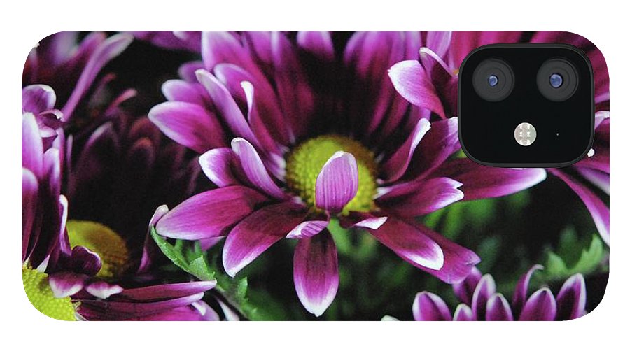 Maroon and White Mums - Phone Case