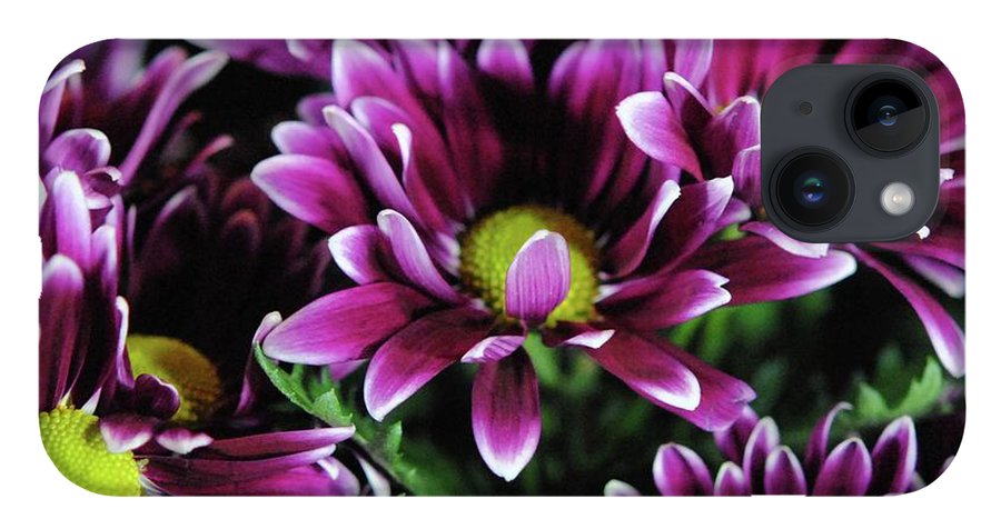Maroon and White Mums - Phone Case