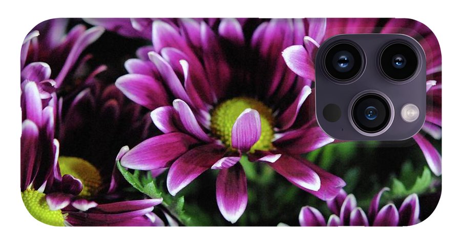 Maroon and White Mums - Phone Case
